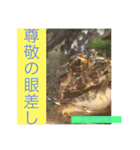日本の両棲類スタンプα（個別スタンプ：4）