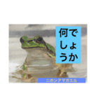 日本の両棲類スタンプα（個別スタンプ：5）