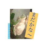 日本の両棲類スタンプα（個別スタンプ：11）