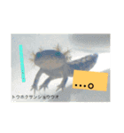 日本の両棲類スタンプα（個別スタンプ：16）