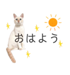 笹かま猫のひなた1（個別スタンプ：1）