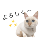 笹かま猫のひなた1（個別スタンプ：3）