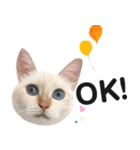 笹かま猫のひなた1（個別スタンプ：4）