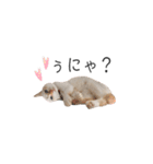 笹かま猫のひなた1（個別スタンプ：6）
