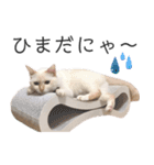 笹かま猫のひなた1（個別スタンプ：11）