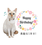 笹かま猫のひなた1（個別スタンプ：12）