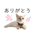 笹かま猫のひなた1（個別スタンプ：13）