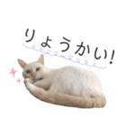 笹かま猫のひなた1（個別スタンプ：14）