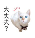 笹かま猫のひなた1（個別スタンプ：16）