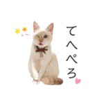 笹かま猫のひなた1（個別スタンプ：17）