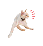 笹かま猫のひなた1（個別スタンプ：18）