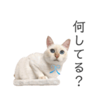 笹かま猫のひなた1（個別スタンプ：20）