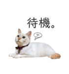 笹かま猫のひなた1（個別スタンプ：21）