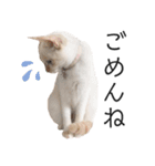 笹かま猫のひなた1（個別スタンプ：22）