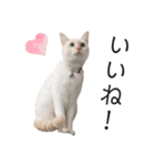 笹かま猫のひなた1（個別スタンプ：25）