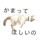 笹かま猫のひなた1（個別スタンプ：26）