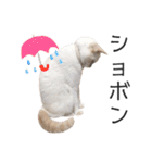 笹かま猫のひなた1（個別スタンプ：27）