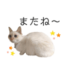 笹かま猫のひなた1（個別スタンプ：28）