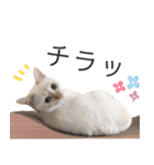 笹かま猫のひなた1（個別スタンプ：30）