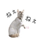 笹かま猫のひなた1（個別スタンプ：32）