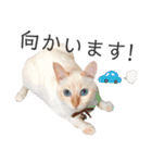 笹かま猫のひなた1（個別スタンプ：35）