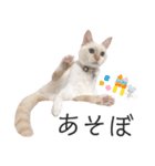 笹かま猫のひなた1（個別スタンプ：36）