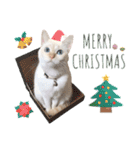 笹かま猫のひなた1（個別スタンプ：37）