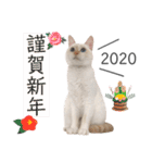 笹かま猫のひなた1（個別スタンプ：39）