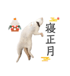 笹かま猫のひなた1（個別スタンプ：40）