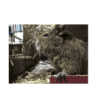 キュートなアニマルな可愛い動物なお友達（個別スタンプ：34）
