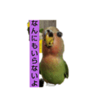kawafamily5（個別スタンプ：11）