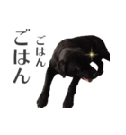 うちのくろラブさん（個別スタンプ：7）