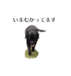 うちのくろラブさん（個別スタンプ：13）