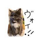 くまとハレっち（個別スタンプ：3）