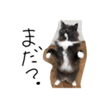 くまとハレっち（個別スタンプ：4）