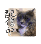 くまとハレっち（個別スタンプ：5）