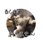 くまとハレっち（個別スタンプ：7）