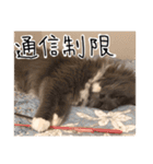 くまとハレっち（個別スタンプ：9）