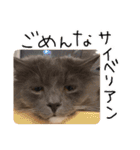 くまとハレっち（個別スタンプ：10）