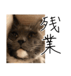 くまとハレっち（個別スタンプ：11）