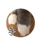 くまとハレっち（個別スタンプ：14）