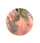 くまとハレっち（個別スタンプ：15）