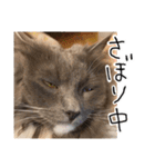 くまとハレっち（個別スタンプ：17）