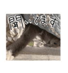 くまとハレっち（個別スタンプ：18）