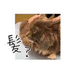 くまとハレっち（個別スタンプ：20）