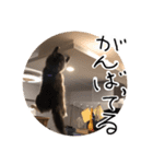 くまとハレっち（個別スタンプ：25）