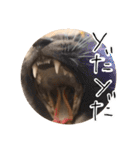 くまとハレっち（個別スタンプ：28）