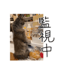 くまとハレっち（個別スタンプ：29）