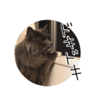 くまとハレっち（個別スタンプ：31）