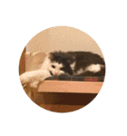 くまとハレっち（個別スタンプ：40）